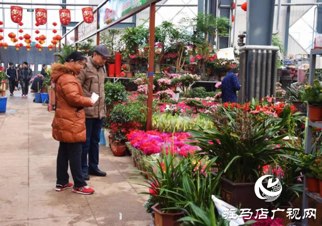平輿縣:花卉綠植成為市民必備的年貨之一