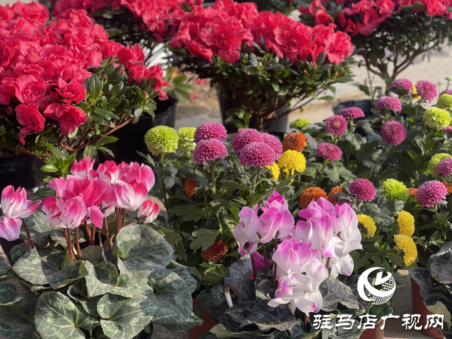 平輿縣:花卉綠植成為市民必備的年貨之一