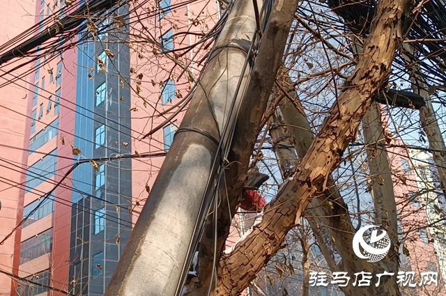 駐馬店：大雪致線桿斷裂線纜垂落 多部門聯(lián)動(dòng)消除隱患
