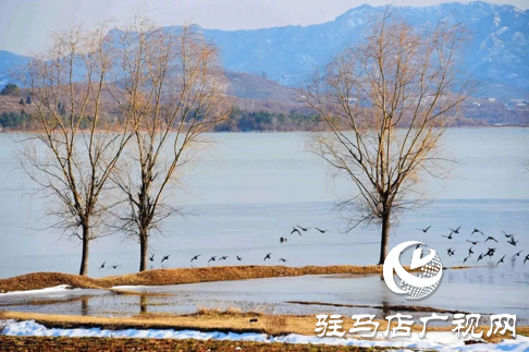 詩朗誦《銅山湖雪岸、玉樹、水鳥........絕美的一幅畫》