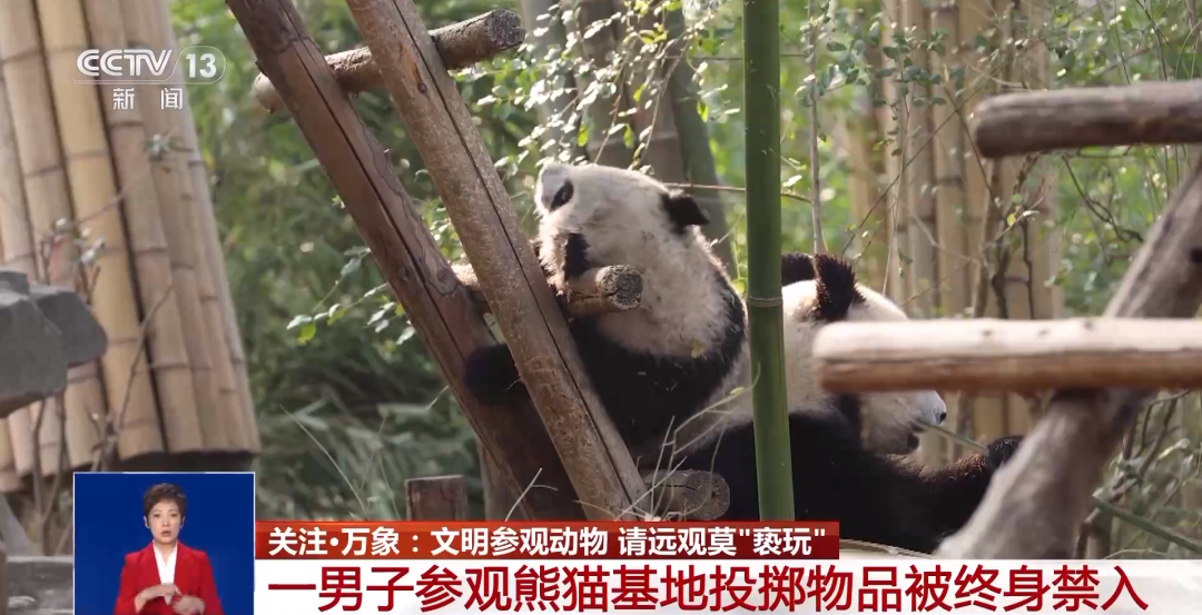 又有游客被終身禁入，為什么不能隨意投喂大熊貓？
