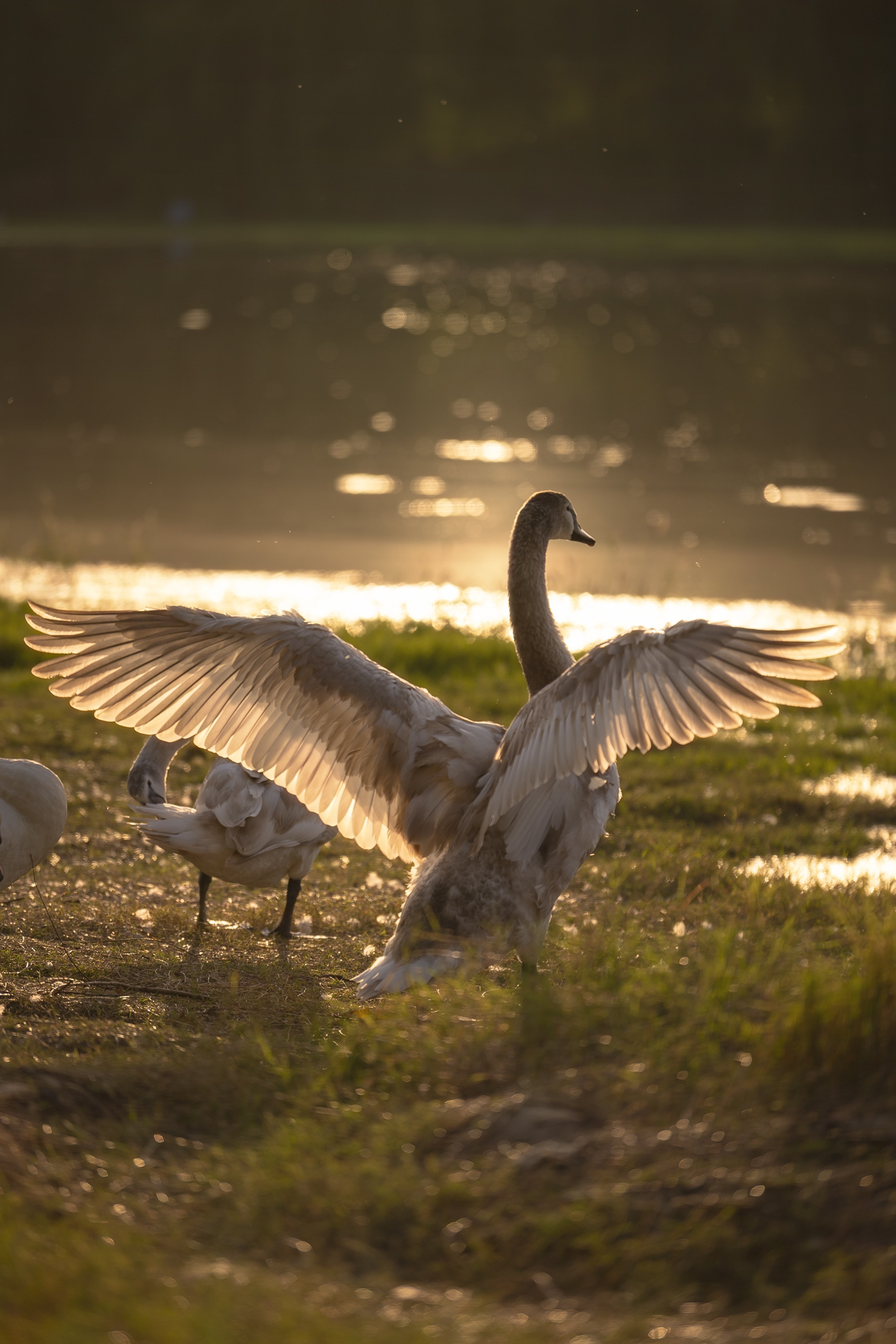 剪畫四季丨雨水:微雨池塘見 好風(fēng)襟袖知