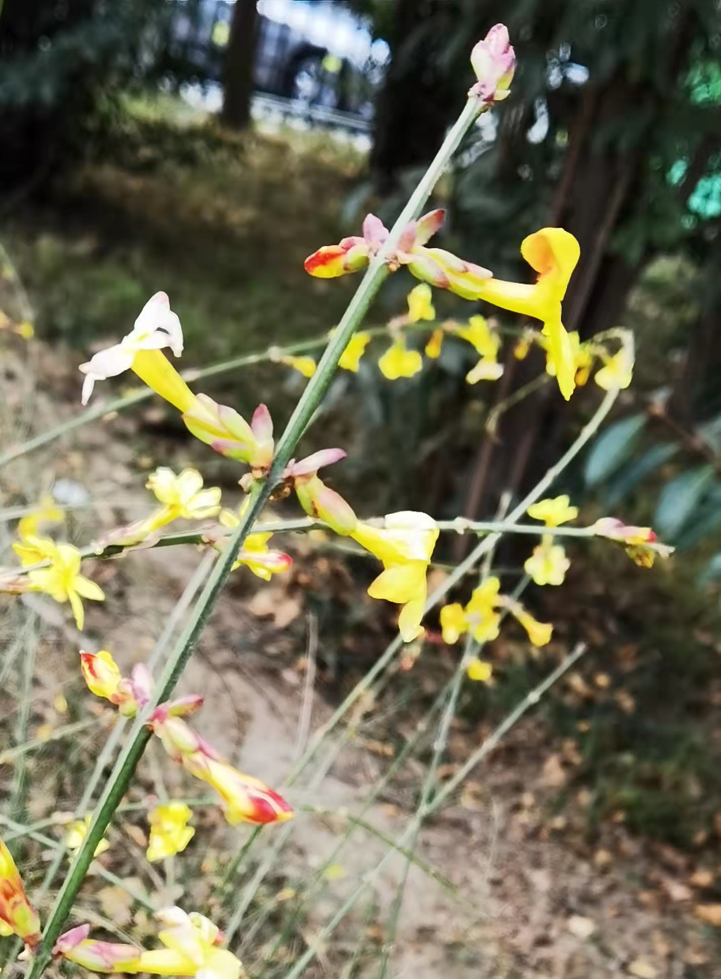 剪畫四季丨雨水:微雨池塘見 好風(fēng)襟袖知
