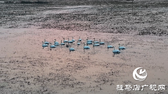 寒冬，他們在宿鴨湖濕地守護候鳥