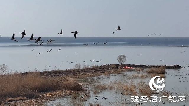 寒冬，他們在宿鴨湖濕地守護候鳥