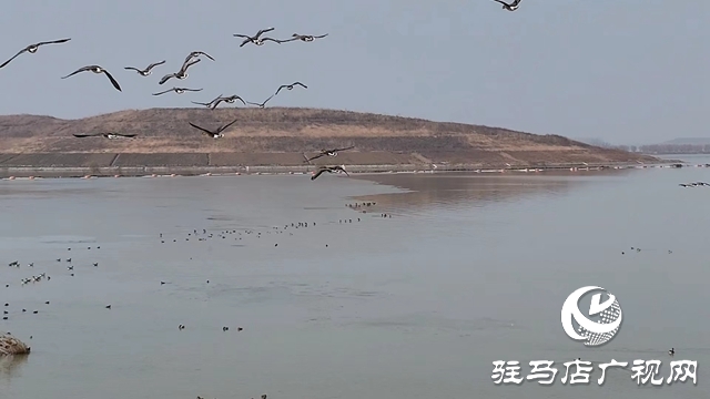 寒冬，他們在宿鴨湖濕地守護候鳥