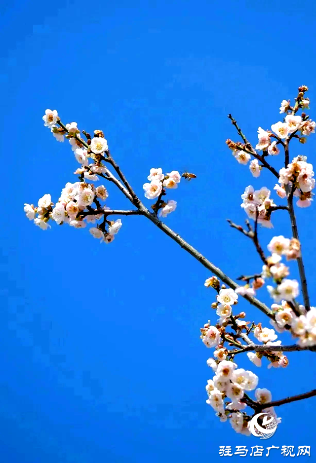 西平生態(tài)濕地公園：白梅懶賦賦紅梅 逞艷先迎醉眼開