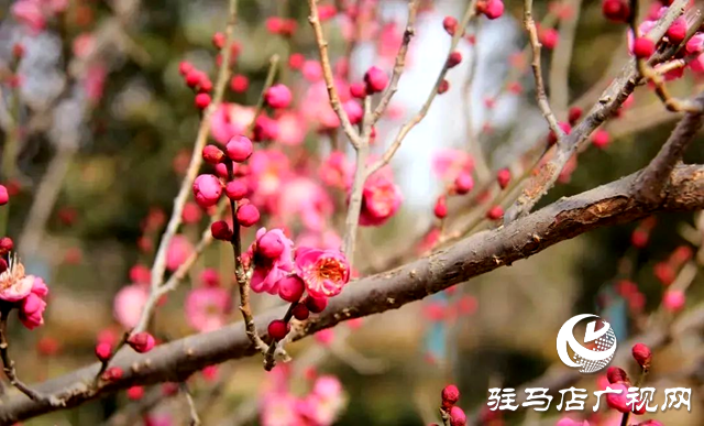 西平生態(tài)濕地公園：白梅懶賦賦紅梅 逞艷先迎醉眼開