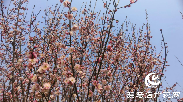 遂平:嵖岈山600畝梅園花開迎春來