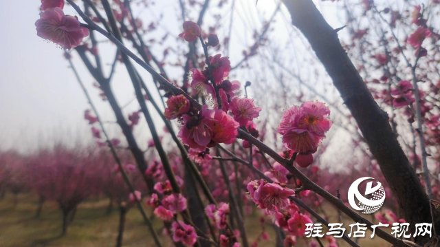 遂平:嵖岈山600畝梅園花開迎春來