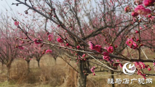 遂平:嵖岈山600畝梅園花開迎春來
