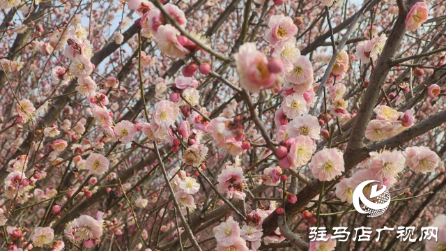 遂平:嵖岈山600畝梅園花開迎春來