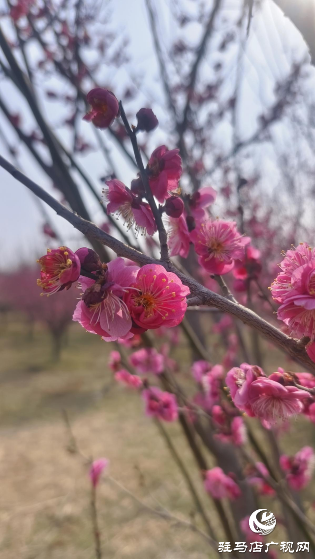 遂平:嵖岈山600畝梅園花開迎春來