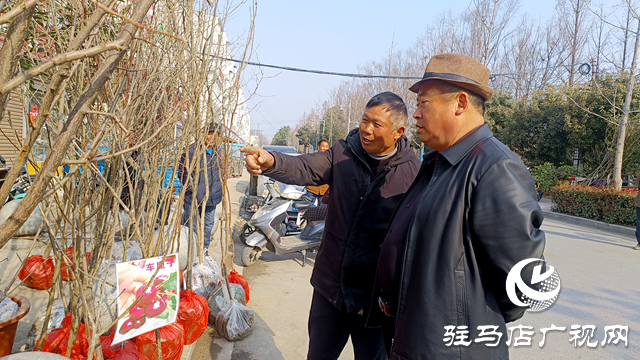 平輿縣：春來(lái)苗木俏 市場(chǎng)購(gòu)銷(xiāo)旺