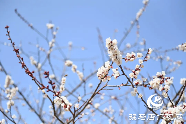 泌陽縣：枝頭覓春意 花開動(dòng)人心