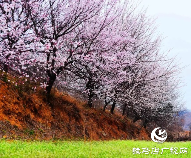 泌陽縣：枝頭覓春意 花開動(dòng)人心