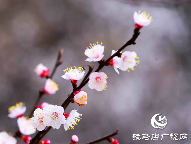泌陽縣：枝頭覓春意 花開動(dòng)人心