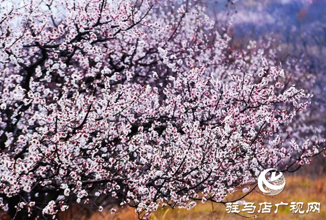 泌陽縣：枝頭覓春意 花開動(dòng)人心
