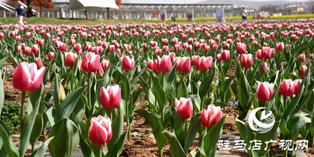 遂平縣:嵖岈山溫泉小鎮(zhèn)郁金香文化園開園