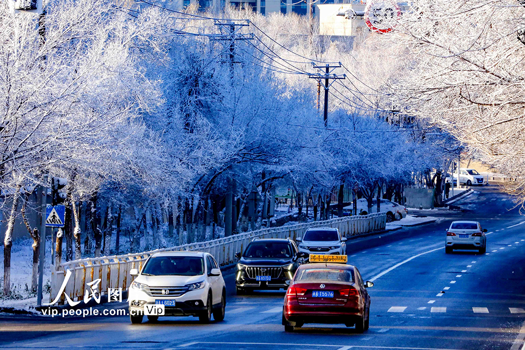 新疆烏魯木齊:霧凇滿(mǎn)枝靚冬日