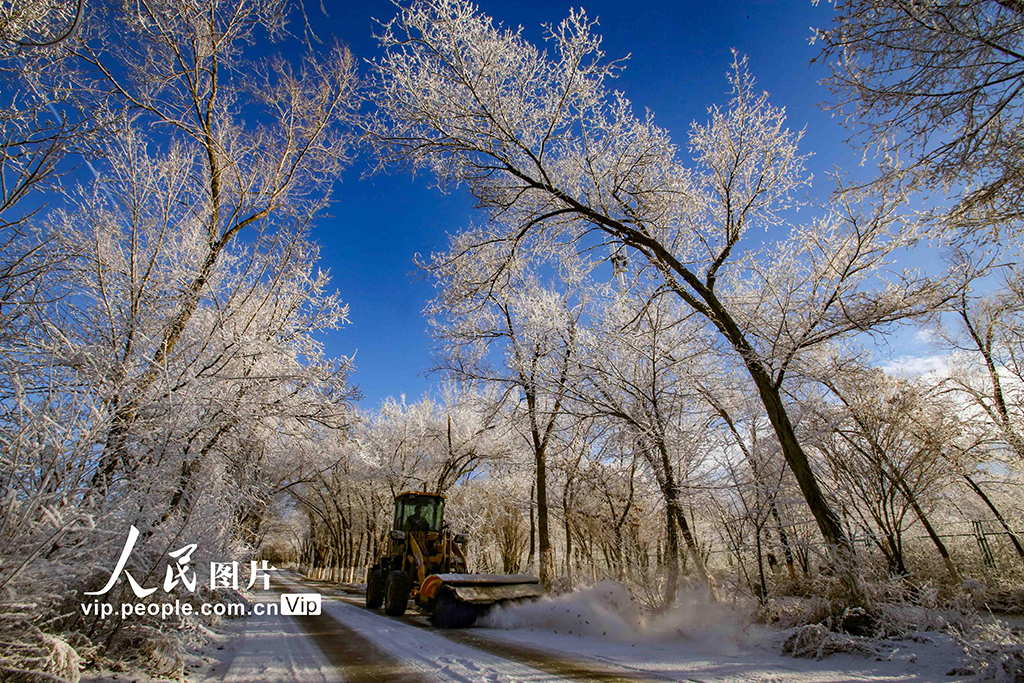 新疆烏魯木齊:霧凇滿(mǎn)枝靚冬日
