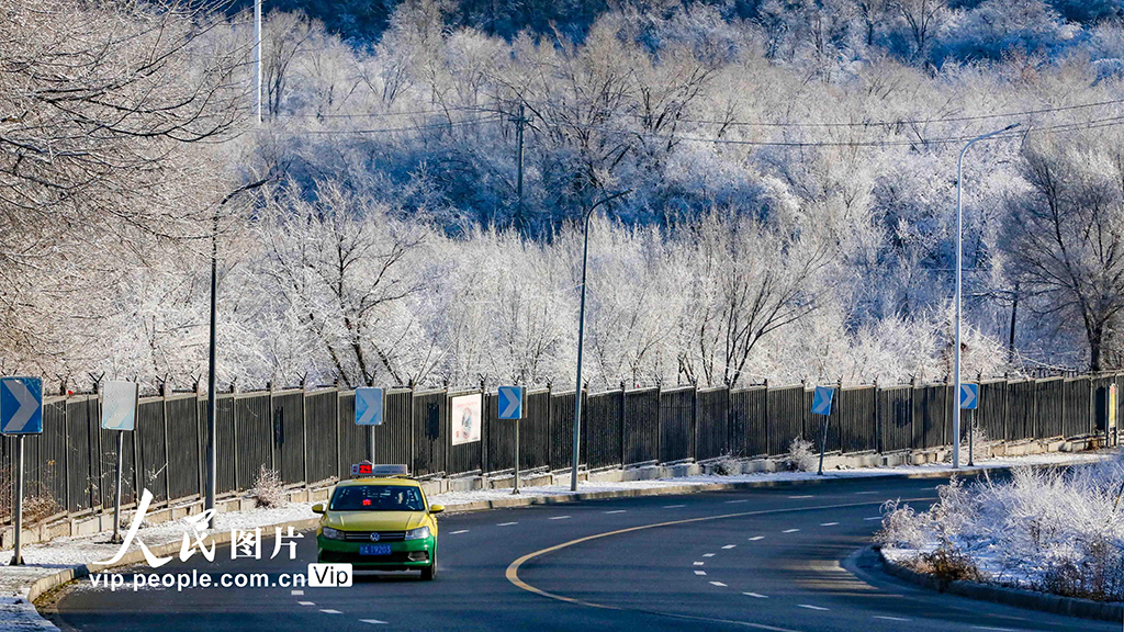 新疆烏魯木齊:霧凇滿(mǎn)枝靚冬日