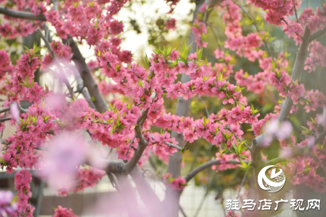 萬畝花田，駐馬店又一春天美景打卡地