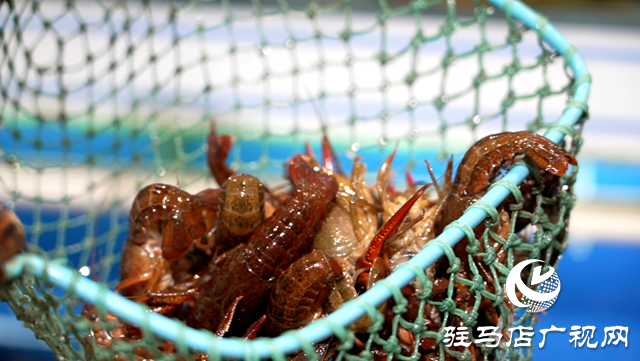第一批小龍蝦已上市，你“嘗鮮”了嗎？