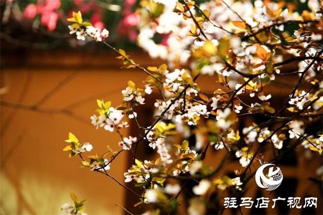 大美天中·春色||開在街頭的春天