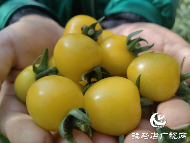 驛城區(qū)：特色產(chǎn)業(yè)種植結出鄉(xiāng)村振興“致富果”