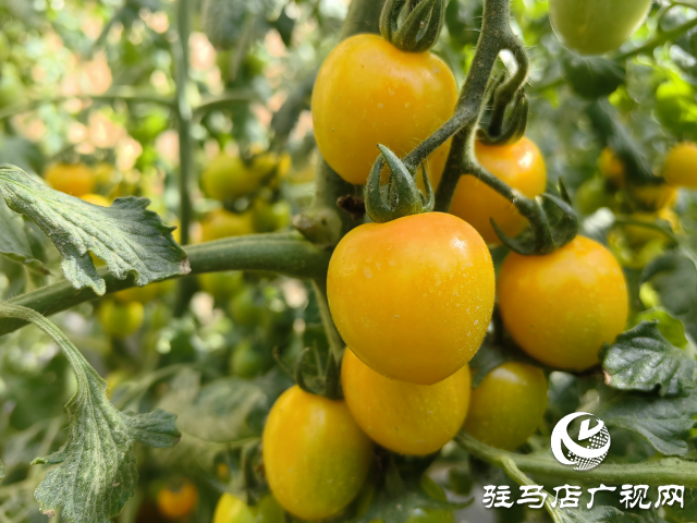 驛城區(qū)：特色產(chǎn)業(yè)種植結出鄉(xiāng)村振興“致富果”
