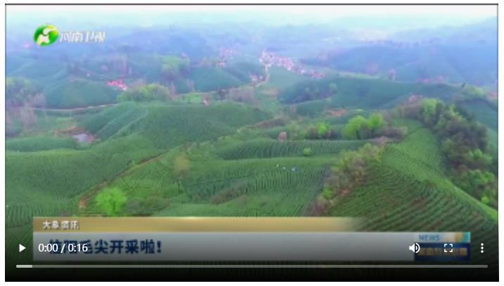 信陽毛尖開采啦！