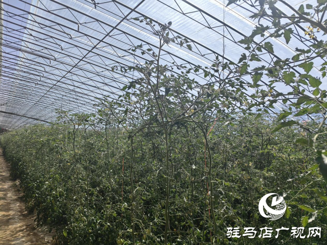 驛城區(qū)：特色產(chǎn)業(yè)種植結出鄉(xiāng)村振興“致富果”