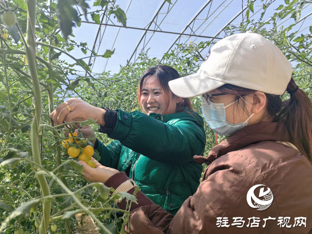 驛城區(qū)：特色產(chǎn)業(yè)種植結出鄉(xiāng)村振興“致富果”