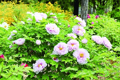 河南洛陽(yáng)：牡丹真國(guó)色 古都綻風(fēng)華