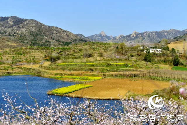 泌陽(yáng)縣馬谷田鎮(zhèn)郭莊水庫(kù)：千樹(shù)萬(wàn)樹(shù)桃花梨花開(kāi)