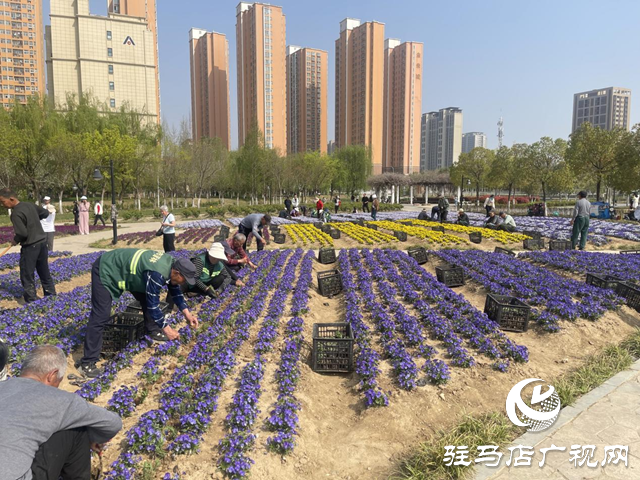 駐馬店開(kāi)源公園換“新裝” 賞花又有新亮點(diǎn)