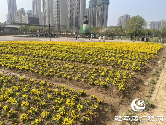 駐馬店開(kāi)源公園換“新裝” 賞花又有新亮點(diǎn)