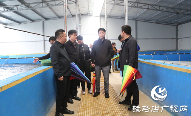 國家特色淡水魚產(chǎn)業(yè)技術體系專家組調研西平縣鱸魚養(yǎng)殖產(chǎn)業(yè)