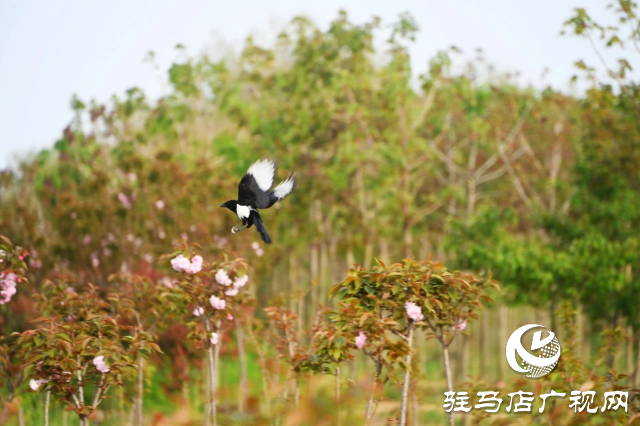 泌陽縣:櫻花爛漫綻放 錦繡春山如畫卷