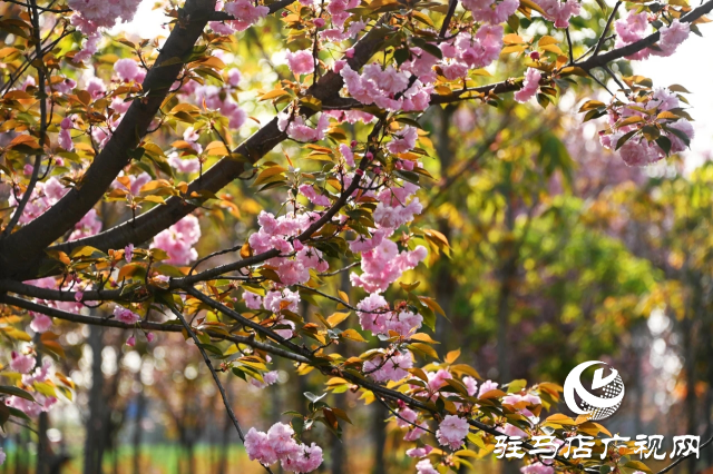 泌陽縣:櫻花爛漫綻放 錦繡春山如畫卷