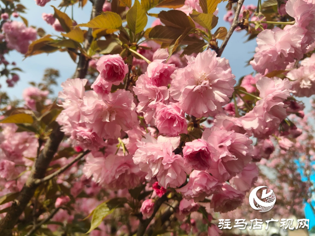 泌陽縣:櫻花爛漫綻放 錦繡春山如畫卷