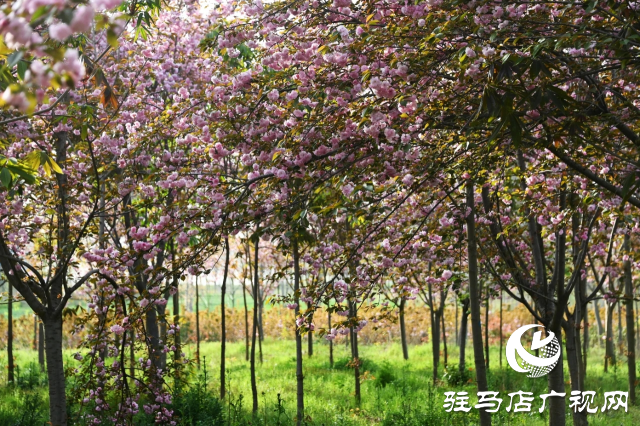 泌陽縣:櫻花爛漫綻放 錦繡春山如畫卷