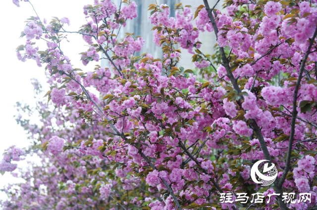 泌陽縣:櫻花爛漫綻放 錦繡春山如畫卷