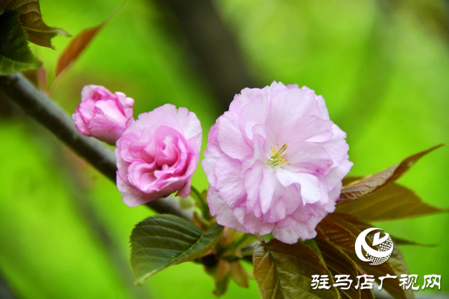 泌陽縣:櫻花爛漫綻放 錦繡春山如畫卷