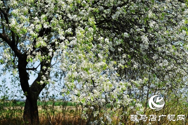 棠梨花觀(guān)賞食用兩相宜