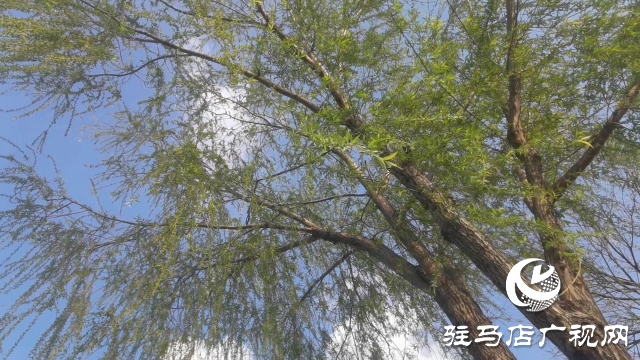 泌陽縣:春風(fēng)吹綠梁河岸 生態(tài)畫卷展新顏