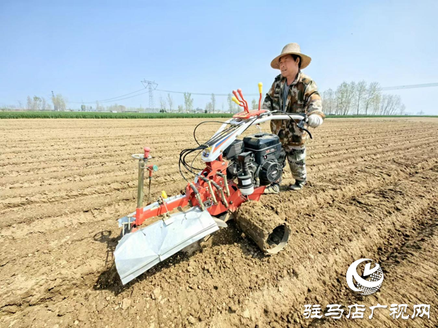 驛城區(qū)水屯鎮(zhèn)：春耕好時光 農戶種姜忙