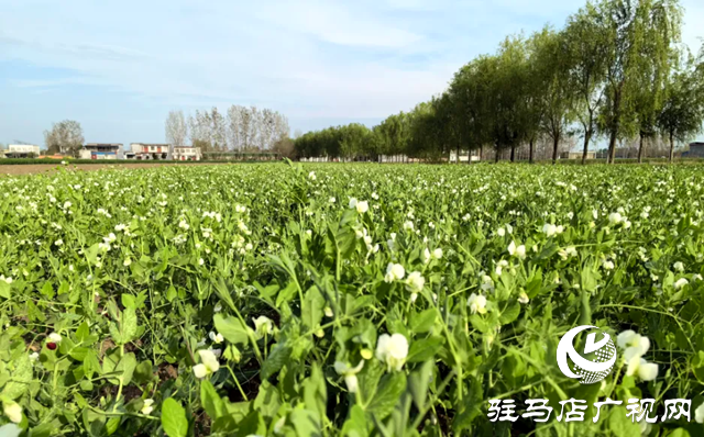 泌陽(yáng)縣郭集鎮(zhèn)：豌豆開(kāi)出&ldquo;致富花&rdquo; 產(chǎn)業(yè)增收有盼頭