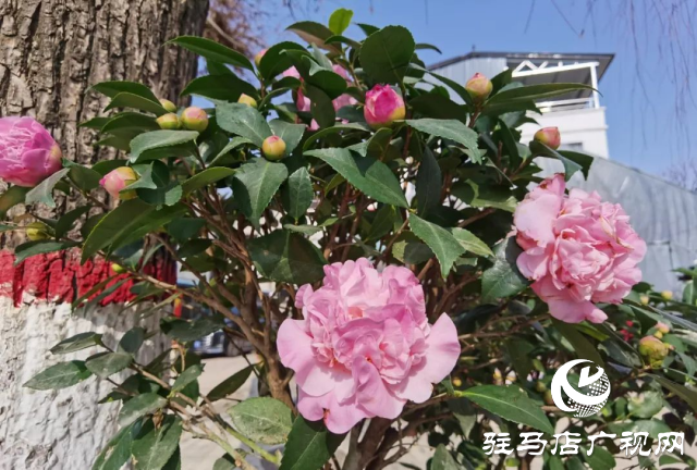 泌陽：用花卉點綴美好生活